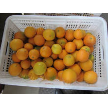 Exportação Profissional Top Quality Navel Orange